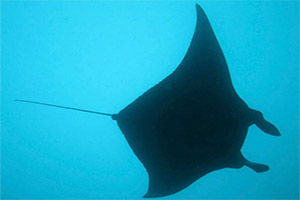 Phuket-Racha-Noi-Manta-Ray