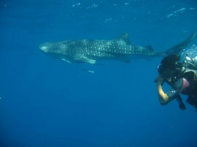 Whale-Shark-Rhincodon-typus-at-Racha-Noi-Phuket-Koh-Lanta-Thailand