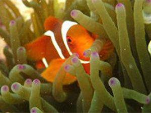 Clown-Anemonefish-Amphiprion-occelaris-atRacha-Yai-Phuket-Koh-Lanta-Thailand