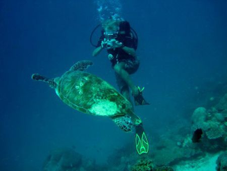 Green-Turtle-Eretmochelys-mydas-at-Racha-Yai-Phuket-Koh-Lanta-Thailand