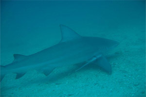 phuket-shark-point