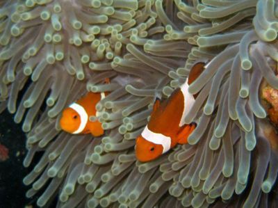 Clown-Anemonefish-Amphiprion-ocellaris-at-Shark-Point-Phuket-Koh-Lanta-Thailand