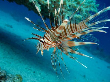 Lionfish-Pterois-at-Shark-Point-Phuket-Koh-Lanta-Thailand