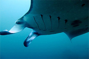 Similans-Koh-Bon-and-Koh-Tachai-Manta-Ray