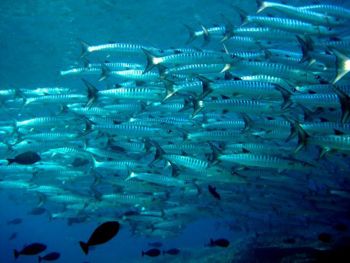 School-of-Barracuda-Sphyraena-at-Koh-Bon-Koh-Tachai-Similan-Islands-Thailand