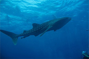 Similans-Richelieu-Rock-Whale-Shark