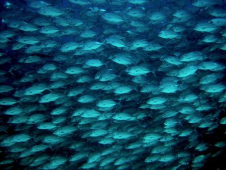 Large-School-of-fish-at-Richelieu-Rock-Similan-Islands-Thailand