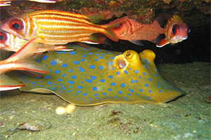 Similans-Similans-Islands-Blue-Spotted-Sting-Ray