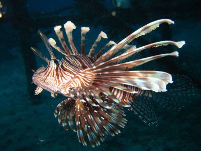 Lionfish-at-Similan-Islands-Thailand