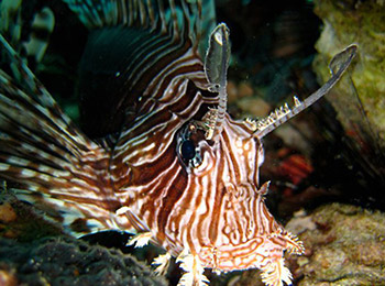 Dive-sites-Koh-Haa