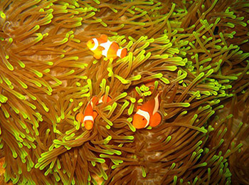 dive-sites-Phuket