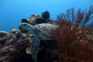 Koh-Haa-Island-3-turtle