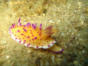 Nudibranch-at-Koh-Kraden-other-dive-sites-Koh-Lanta-Thailand