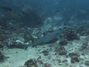 Whitetip-Reef-Shark-Triaenodon-obesus-at-Koh-Rok-other-dive-sites-Koh-Lanta-Thailand