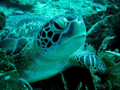 Green-Turtle-Eretmochelys-mydas-at-other-dive-sites-south-Koh-Lanta