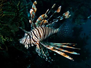 Lionfish-Pterois-at-Loh-Samah-Bay-Koh-Phi-Thailand