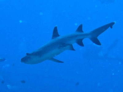 Whitetip-Reef-Shark-triaenodon-obesus-at-Shark-Point-Koh-Phi-Phi-Thailand