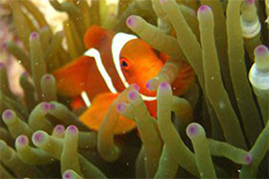Phuket-Racha-Yai-Clown-Fish