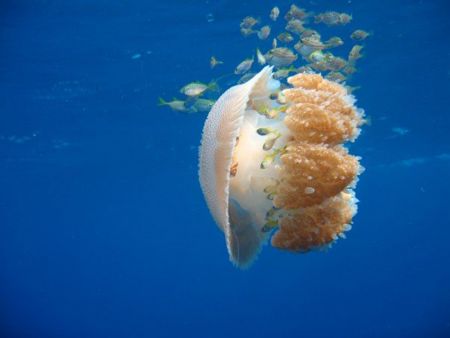 Jellyfish-at-Similan-Islands-Thailand